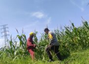 Lewat Pendampingan Pertanian, Polres Lombok Barat Pacu Produktivitas Pangan Desa