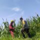 Bhabinkamtibmas Lombok Barat dampingi Petani Kuranji Dalang Sukseskan Ketahanan Pangan