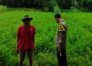 Langkah Kreatif Warga Lombok Barat Sulap Pekarangan Kosong Jadi Sumber Ketahanan Pangan Mandiri