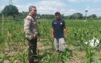 Polsek Batulayar Dampingi Petani Jagung di Desa Sandik