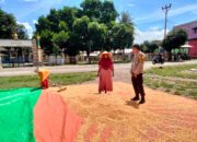 Polres Dompu Terus Dampingi Petani, Bhabinkamtibmas Awasi Proses Pascapanen Jagung