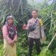 BHABINKAMTIBMAS DESA SONGGAJAH DORONG PEMANFAATAN PEKARANGAN RUMAH UNTUK KETAHANAN PANGAN DAN PENINGKATAN EKONOMI WARGA