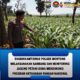 Polsek Montong Polres Tuban Turun Cek Tanaman jagung Warga di Desa Bringin