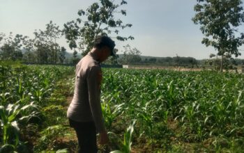 Polsek Singgahan Polres Tuban Turun Cek Tanaman jagung Warga di Desa Saringembat