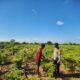 Dukung Peningkatan Kualitas Hasil Tani, Bhabinkamtibmas Desa Jaya Makmur Dampingi Petani Cabai