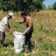 Anggota Bhabinkamtibmas Polsek Senori Polres Tuban Turun ke Ladang, Bantu Warga Desa Sidoharjo Panen Jagung