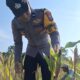 Cek Kualitas Buah Jagung Siap Panen, Polsek Widang Polres Tuban Dukung Astacita
