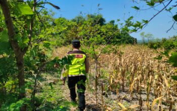 Polri Dukung Astacita, Polsek Rengel Polres Tuban Turun Cek Tanaman Jagung Warga di Desa Maibit