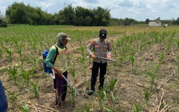 Dukung Ketahanan Pangan Bhabinkamtibmas Polsek Senori Polres Tuban Bantu Petani Jatisari Pupuk Jagung