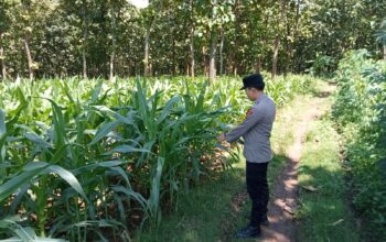 Polsek Montong Polres Tuban Turun Cek Tanaman jagung Warga di Desa Bringin