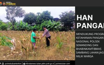 Polri Dukung Astacita, Polsek Semanding Polres Tuban Turun Cek Tanaman jagung milik Warga di Desa Bektiharjo