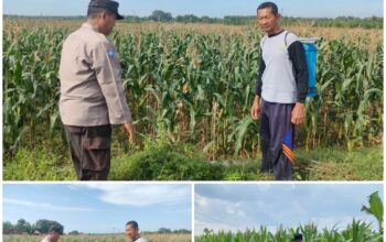 Polsek Soko polres Tuban Polda Jawa Timur Bergerak! Dukung Penuh Swasembada Pangan Presiden Prabowo Melalui Pendampingan Petani