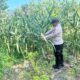 POLSEK BANGILAN DUKUNG PROGRAM KETAHANAN PANGAN MELALUI MONITORING TANAMAN JAGUNG