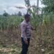 Kapolsek Jenu dan Bhabinkamtibmas Polsek Jenu Polres Tuban Turun ke Ladang, sambang lahan pertanian.