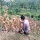 Polsek Montong Polres Tuban Turun Cek Tanaman jagung Warga di Desa Bringin