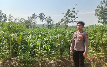 Polsek Singgahan Polres Tuban Turun Cek Tanaman jagung Warga di Desa Tingkis
