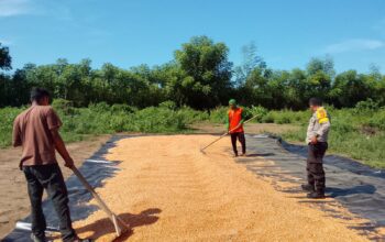 PANEN JAGUNG MELIMPAH, BHABINKAMTIBMAS AJAK PETANI SALURKAN HASIL KE BULOG