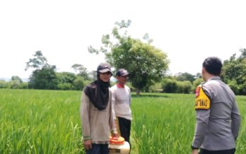 Bhabinkamtibmas Desa Labuhan Bontong Pantau Pertanian Warga Dukung Ketahanan Pangan