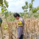 Polri Dukung Astacita, Bhabinkamtibmas Desa Ngawun Polsek Parengan Polres Tuban Cek Lokasi Tanaman Jagung milik warga Di Desa Ngawun Kec. Parengan