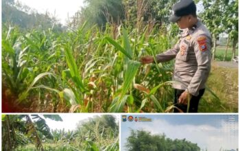 Polsek Soko polres Tuban Polda Jawa Timur Bergerak! Dukung Penuh Swasembada Pangan Presiden Prabowo Melalui Pendampingan Petani