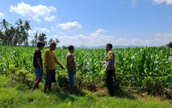 BHABINKAMTIBMAS POLSEK KEMPO DAMPINGI PETANI PANTAU LAHAN JAGUNG, DORONG PEMANFAATAN LAHAN UNTUK TINGKATKAN KETAHANAN PANGAN