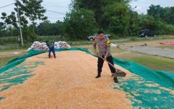 Dukung Ketahanan Pangan, Polsek Bancar Monitoring Panen dan Pengeringan Jagung di Desa Tergambang