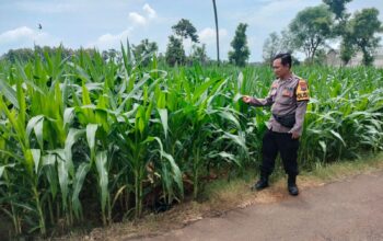 Polri Dukung Astacita, Polsek Palang Polres Tuban Turun Cek Tanaman jagung milik Warga di Desa Glodog