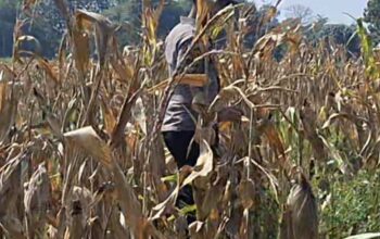 Bhabinkamtibmas Polsek Widang Monitoring Pertumbuhan Tanaman Jagung