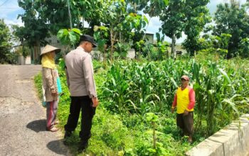Polsek Jatirogo Polres Tuban lakukan sambang desa cek lahan produktif di Desa Kebonharjo