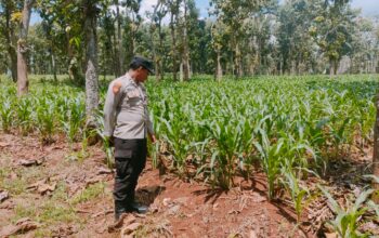 Polsek Montong Polres Tuban Turun Cek Tanaman jagung Warga di Desa Manjung