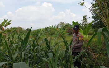 Bhabinkamtibmas Polsek Kenduruan Polres Tuban Cek Lahan Jagung Warga, Dukung Ketahanan Pangan Astacita Presiden