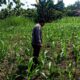 Polsek Grabagan polres Tuban Polda Jawa Timur Dukung Penuh Swasembada Pangan Presiden Prabowo Melalui Pendampingan Petani