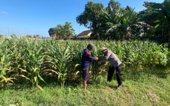 Polri Dukung Astacita, Polsek Jenu Polres Tuban jagung milik Warga di Desa Kaliuntu