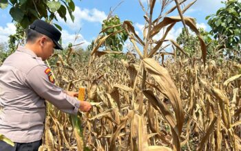 Polsek Montong Polres Tuban Turun Cek Tanaman jagung Warga di Desa Talun