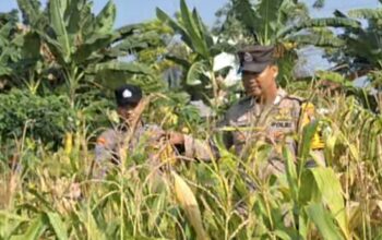 Dukung dan Sukseskan Astacita, Polsek Widang Patroli Kawasan Lahan Pertanian Jagung