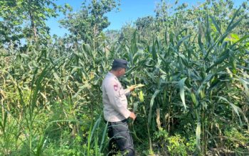 Polri Dukung Astacita, Polsek Jenu Polres Tuban jagung milik Warga di Desa Jenu