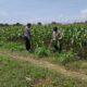 Dalam rangka Polri Dukung Program Astacita, Petugas Polmas Polsek Parengan Polres Tuban sambang lokasi tanaman jagung di Desa Parangbatu Kec. Parengan