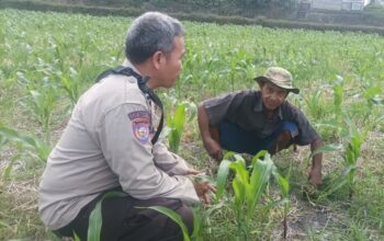 Kunci Sukses Panen Jagung, Babinkamtibmas Sandik Beri Edukasi Petani