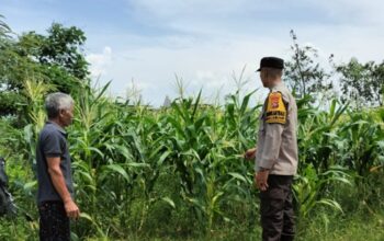 Polsek Labuapi Sukseskan Program Ketahanan Pangan Nasional