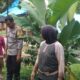 Ketahanan Pangan Polsek Lembar Ajak Warga Manfaatkan Lahan