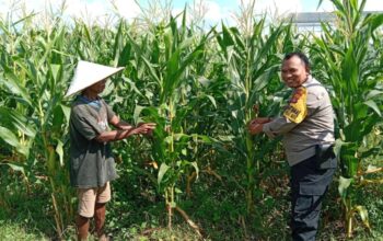 Bhabinkamtibmas Masuk Sawah di Josen Jogot, Kawal Ketahanan Pangan Sejak Fase Vegetatif Lanjut