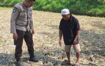 Bhabinkamtibmas Desa Embung Kandong Cek Perkembangan Tanaman Jagung Milik Warga di Dusun Tinggi