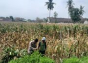 Dukung Ketahanan Pangan, Polsek Gerung Motivasi Petani Jagung