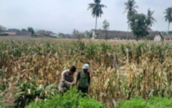 Dukung Ketahanan Pangan, Polsek Gerung Motivasi Petani Jagung