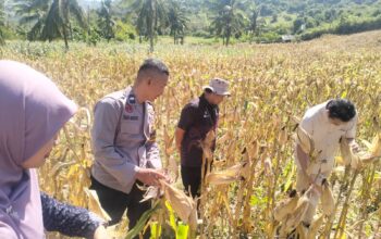 BPS RI Hitung Estimasi Panen Jagung Sekotong, Polisi Beri Pengawalan