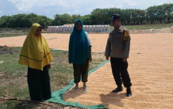 Bhabinkamtibmas Desa Mbuju Dampingi Petani Pascapanen Jagung, Dorong Ketahanan Pangan Keluarga
