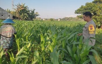 Menatap Swasembada Cara Polsek Labuapi Jaga Ketahanan Pangan Lewat Pendampingan Intensif Petani Jagung